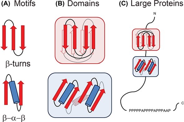 Protein Domains vs Motifs