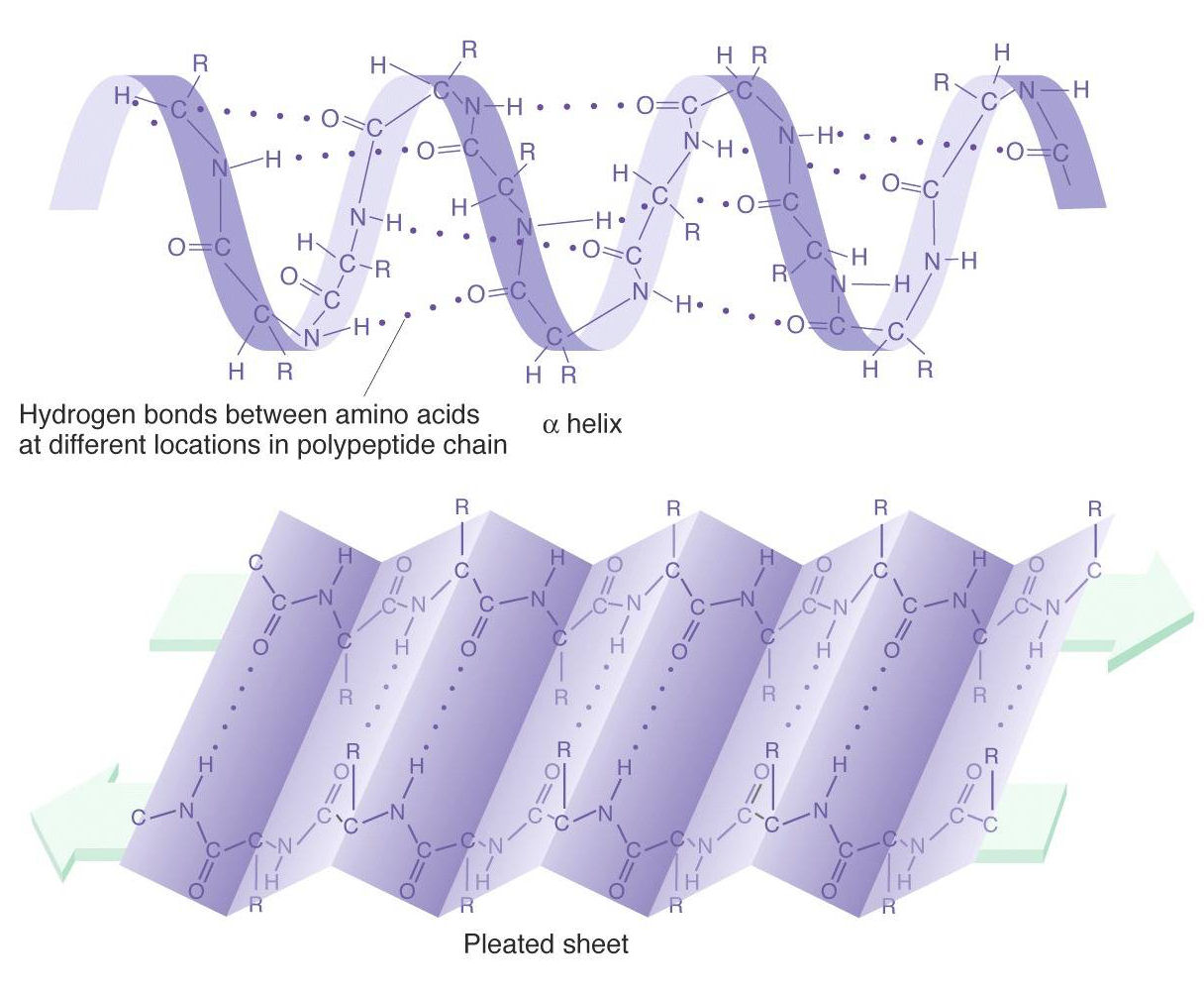 Secondary Structures Image