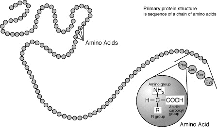 Primary Structure Image