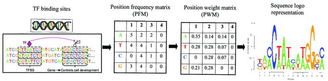 Position Weight Matrices for Sequence Motif Search