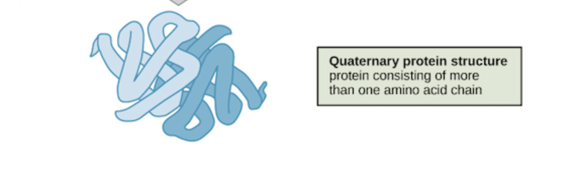 Quaternary Structure Image