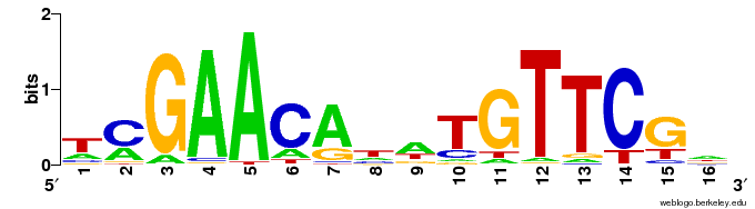 A Visual Representation of a DNA Sequence Motif