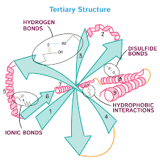 Tertiary Structures Image